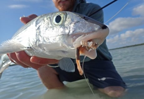Catching bonefish on dry flies with Kyle Shea.