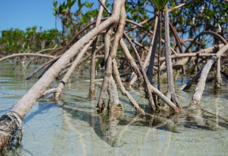 Reading mangroves for tide direction.