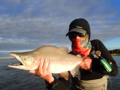 Fly fishing for pink salmon.