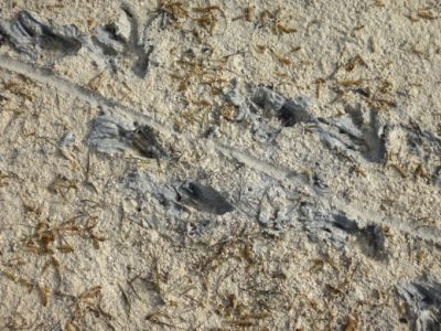 Iguana tracks on South Andros Island