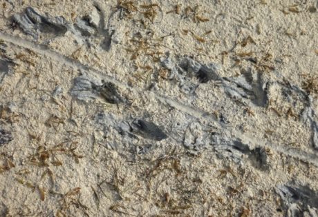Iguana tracks on South Andros Island