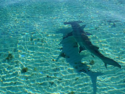 Hammerhead Shark on South Andros.