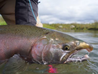 Fly fishing for silver salmon at Alaska West by Greg Houska
