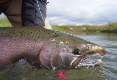 Fly fishing for silver salmon at Alaska West by Greg Houska