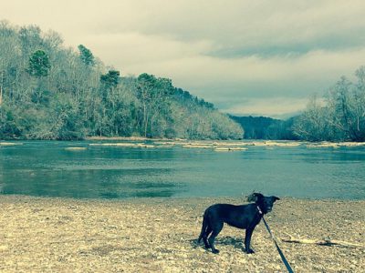 Josie the Potcake by Louis Cahill