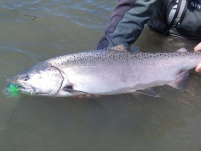 Aqua Flies fly patterns for king salmon