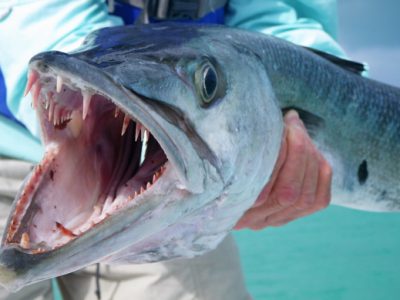Fly fishing for barracuda at Andros South