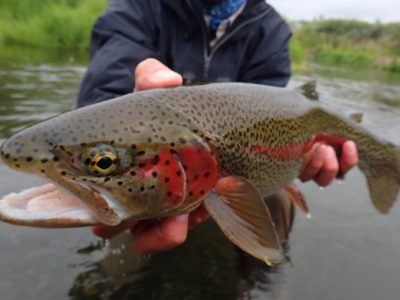 Leopard rainbow trout from Alaska West.