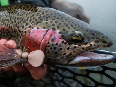 Mousing for trout at Alaska West by Tosh Brown.