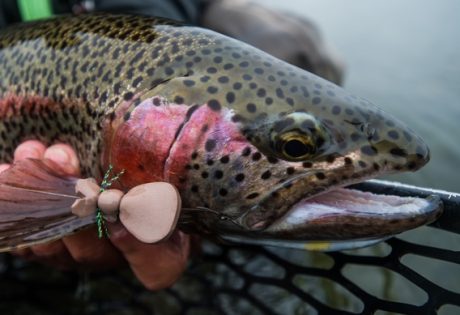 Mousing for trout at Alaska West by Tosh Brown.