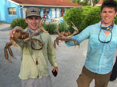 Land crabs at Andros South