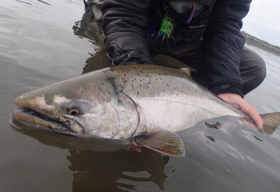 Alaska King Salmon: Go West