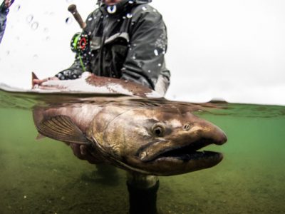 spey fishing for king salmon by Tosh Brown