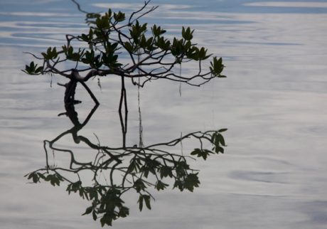 mangrove by Peter Viau
