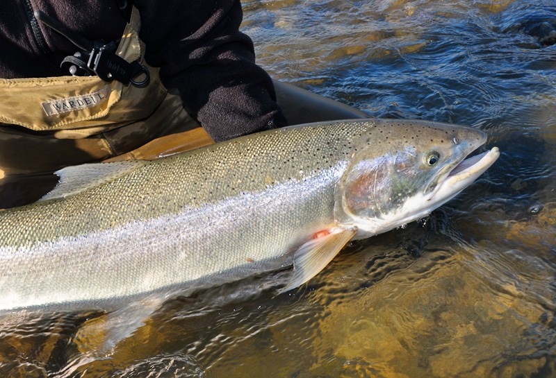 Timeless Tip Tuesday | 6 Ways to Catch More Steelhead