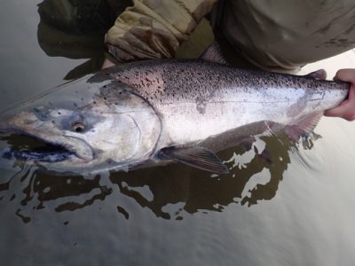 King salmon from Alaska West