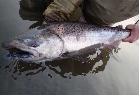 King salmon from Alaska West