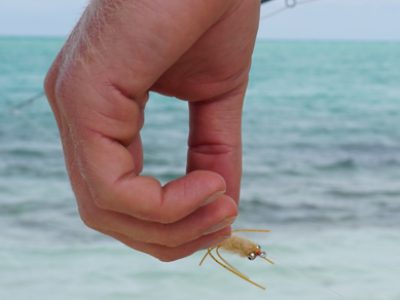 Bonefish ready position