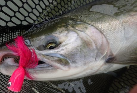 Popper fishing for silver salmon at Alaska West
