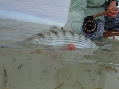 Bonefish in the Bahamas