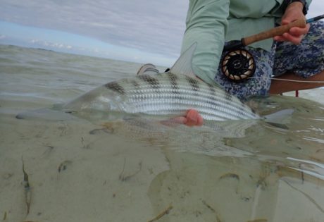 Bonefish in the Bahamas