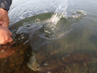 Rainbow trout release