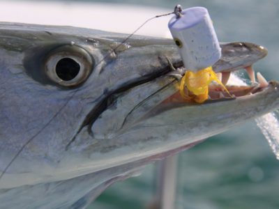 Fly fishing for barracuda