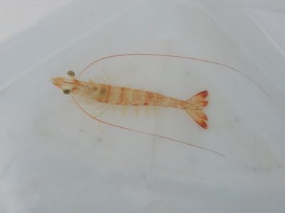 Andros shrimp