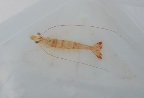 Andros shrimp