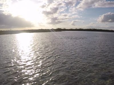 Nervous water bonefish