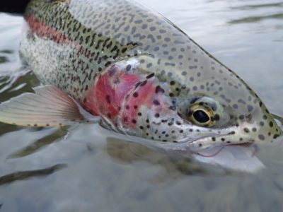 leopard rainbow trout