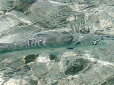 Barracuda camouflage