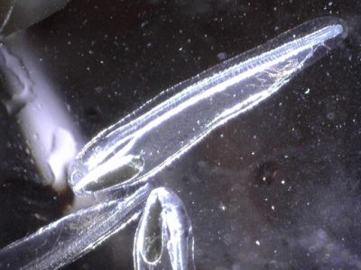 Bonefish larva