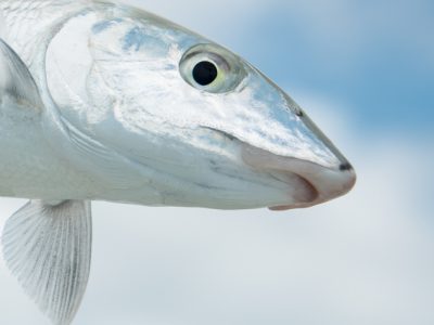 Bonefish face by Bill Kalm