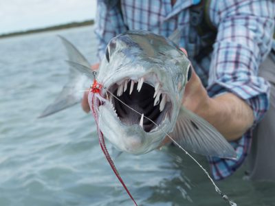 Fly fishing for barracuda