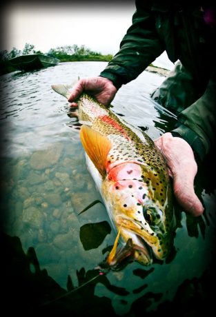 leopard rainbow trout by Louis Cahill Photography