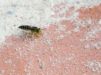 Doctor fly killers in the Bahamas