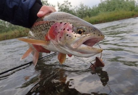 Mousing for rainbow trout