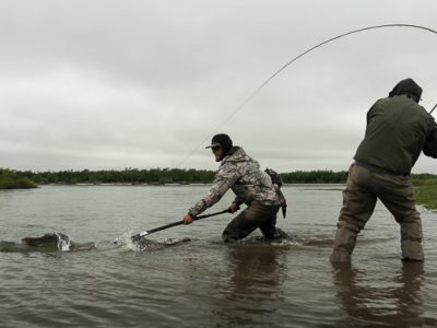 Fighting king salmon