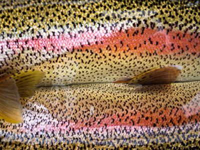 Double rainbow trout from Alaska West