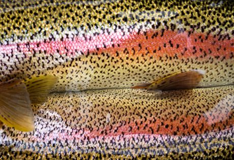 Double rainbow trout from Alaska West
