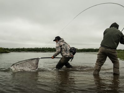 Landing king salmon with a net