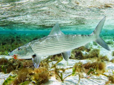 Bonefish camouflage