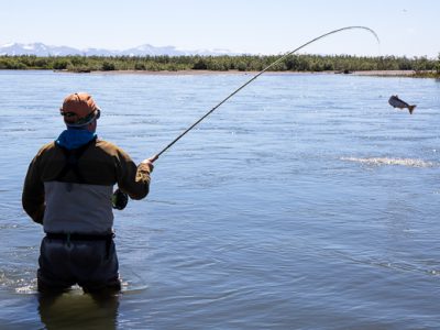 king salmon can't jump