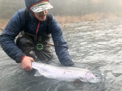 Research links steelhead lifecycle to salmon abundance