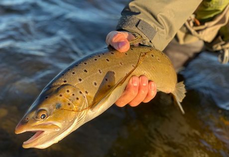 Brown Trout Variation