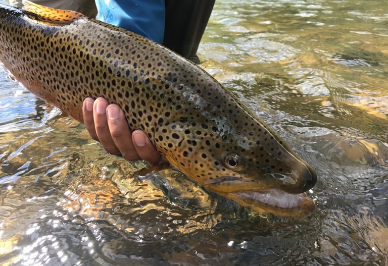 Fishing Tandem Streamer Rigs