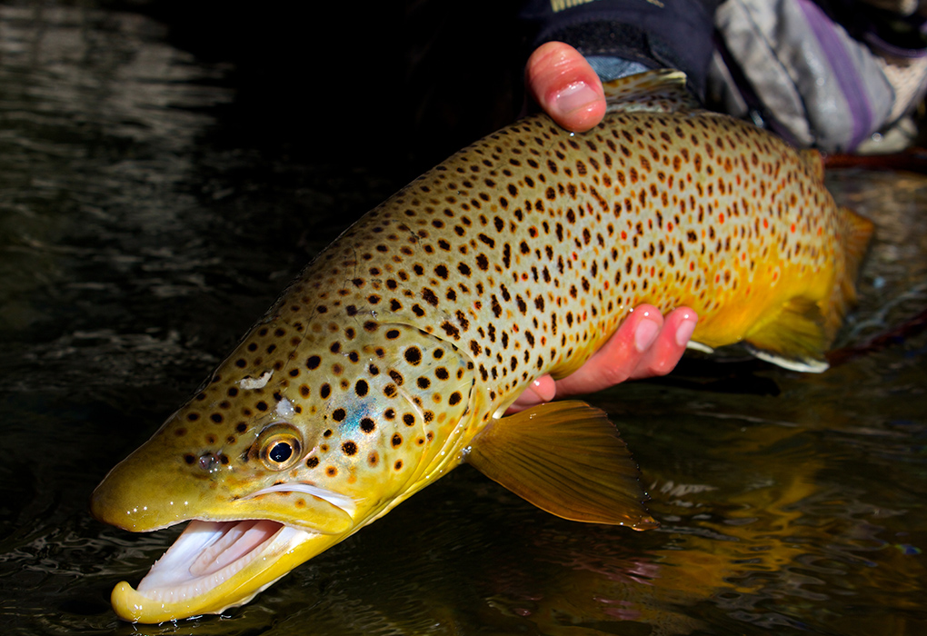 5 Tips For Catching Educated Trout