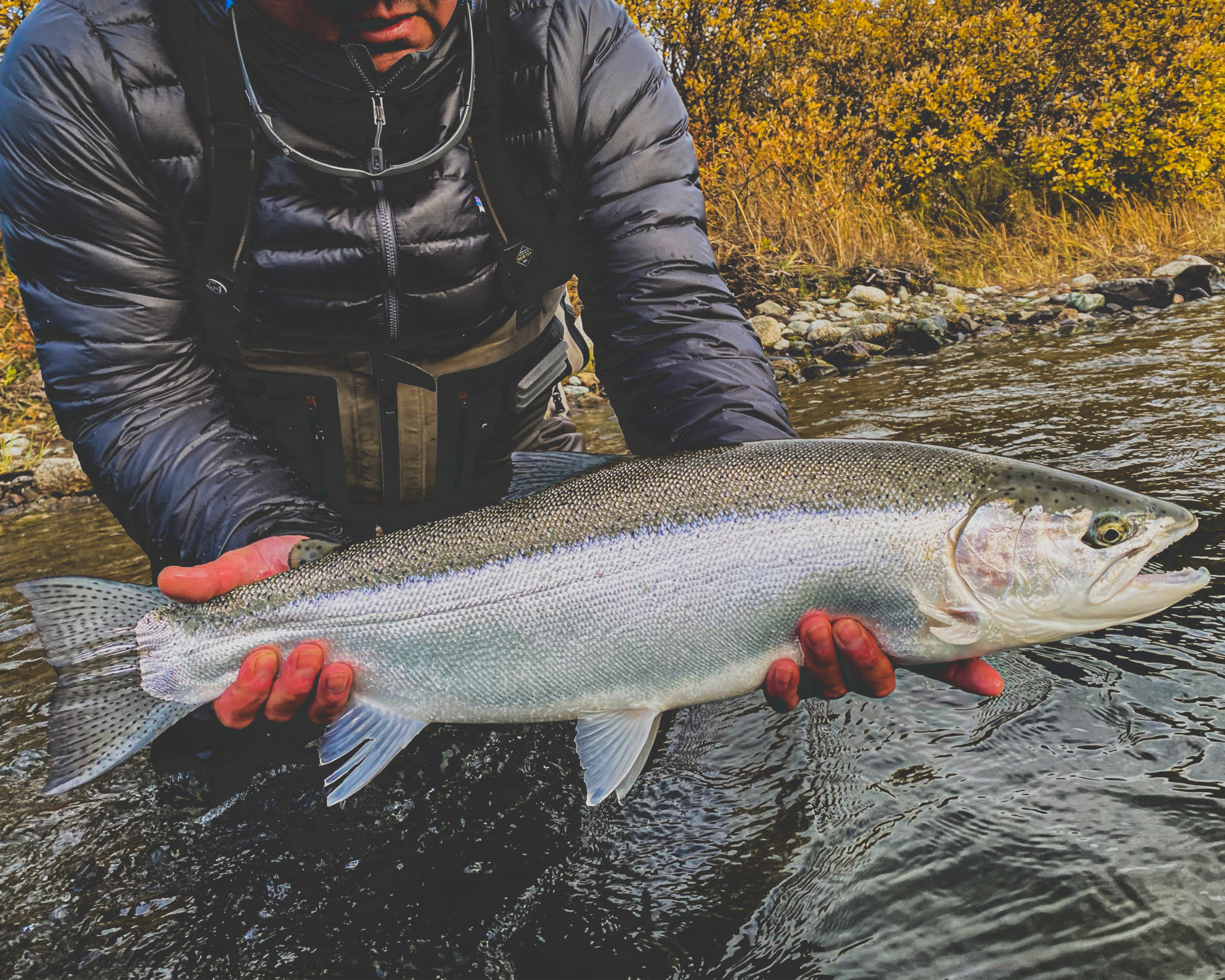 fall-naknek-river-fly-patterns-to-tie-now-laptrinhx-news