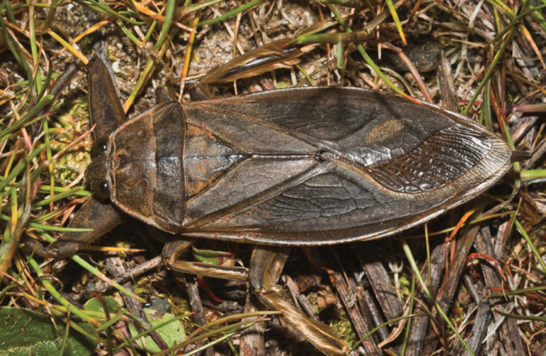 Aquatic Insects in Alaska
